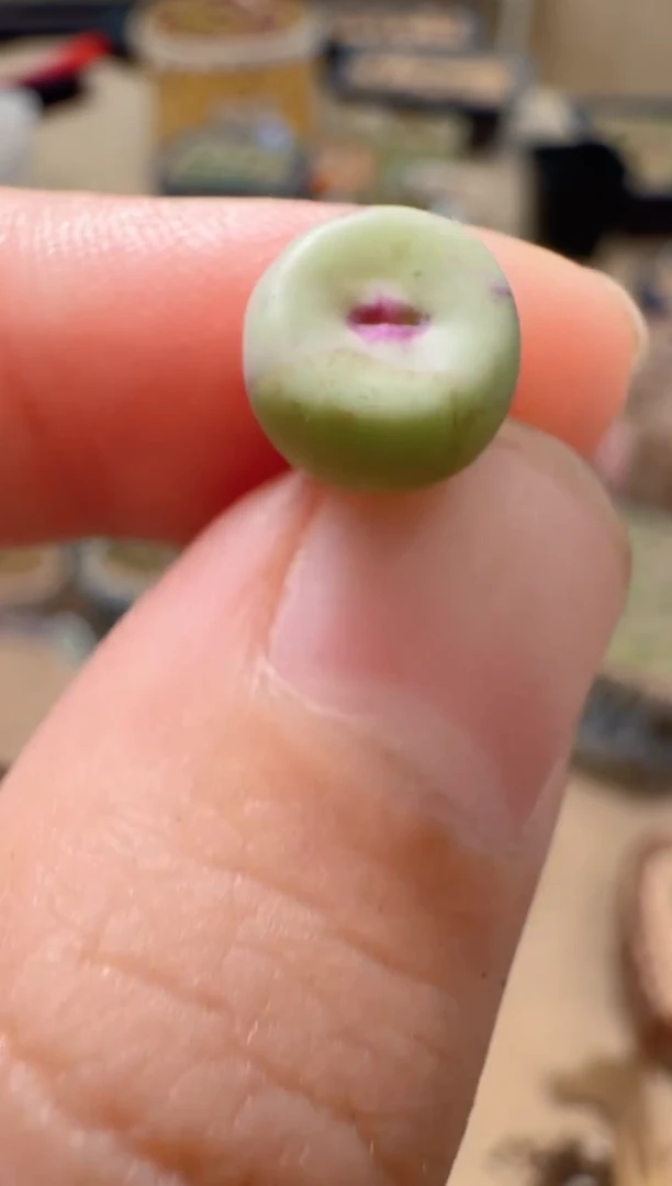 4-8美丽的多肉植物红嘴一颗