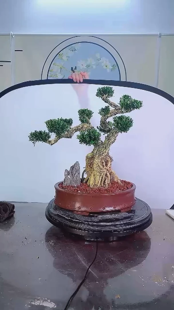 无花朵广东雀舌皱皮黄杨高端盆景