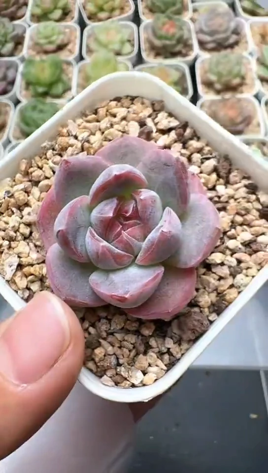 297F云禹多肉植物 默认脱土纸巾打包 3颗包邮