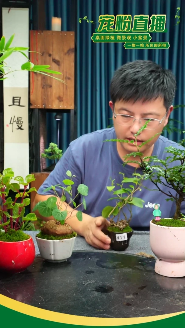 无花朵憶苔藓微景观411号