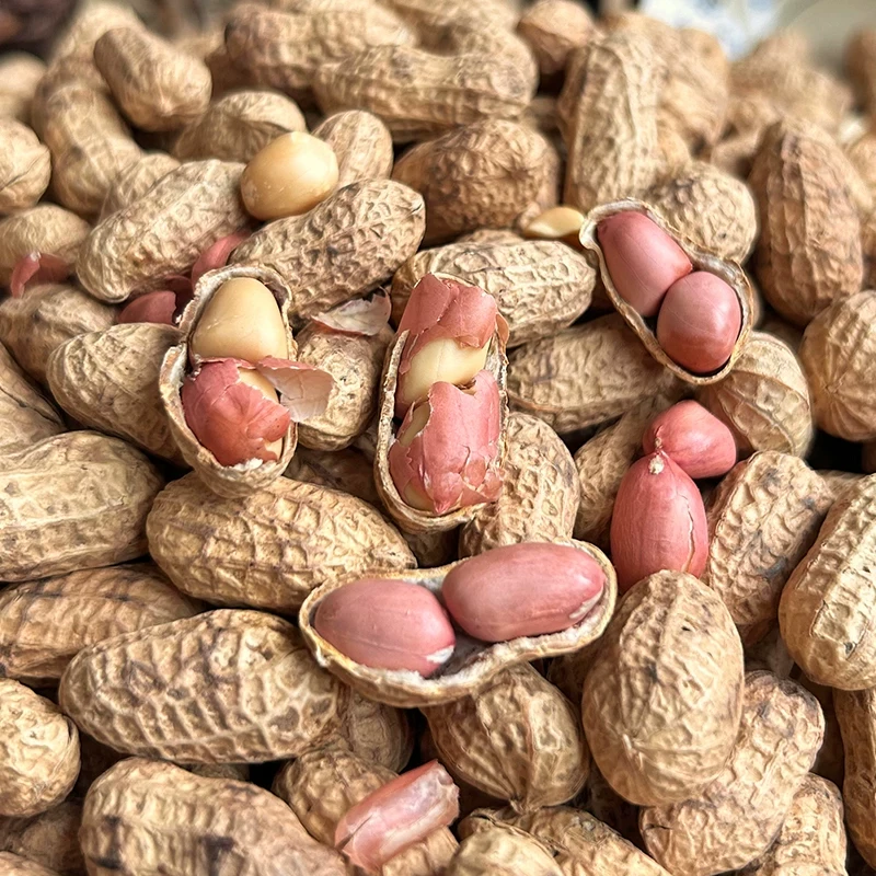 柴火炒花生大铁锅现炒原味带壳花生香脆美味新货现炒净重发货