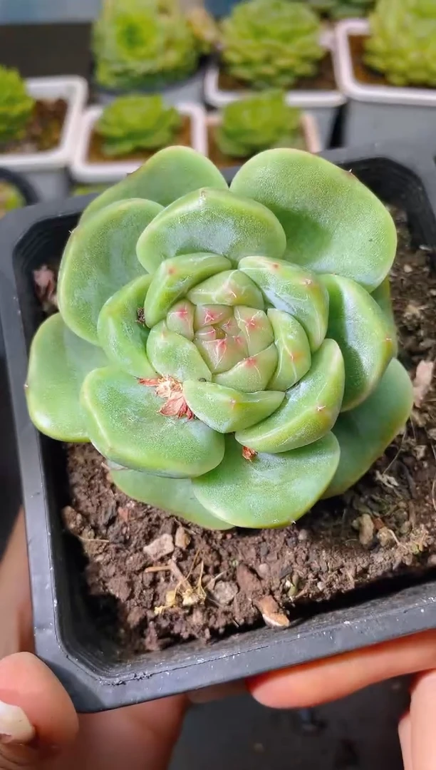 116新珍妮一物一拍