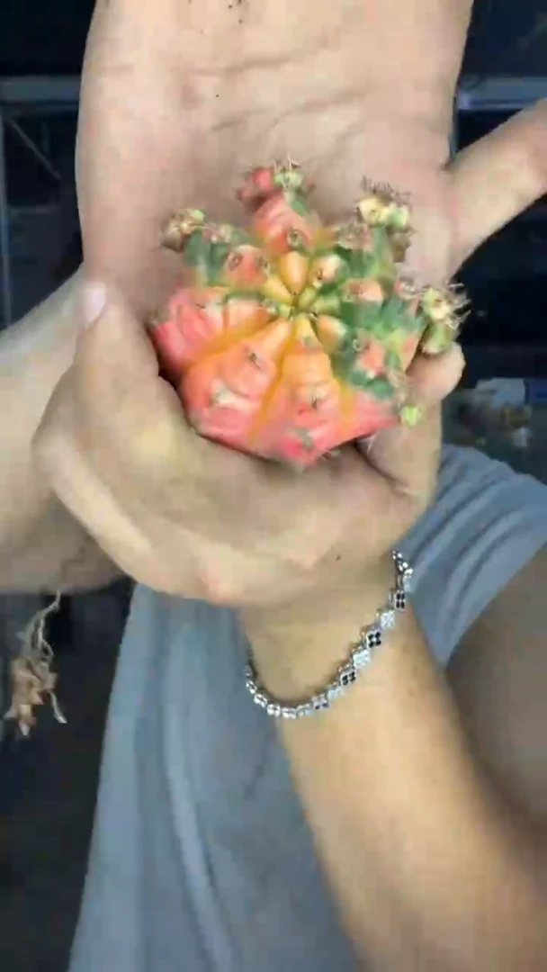 3颗 光辉牡丹【嫁接】