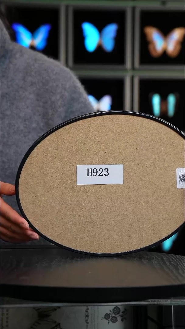 蝴蝶标本摆件竞拍H923