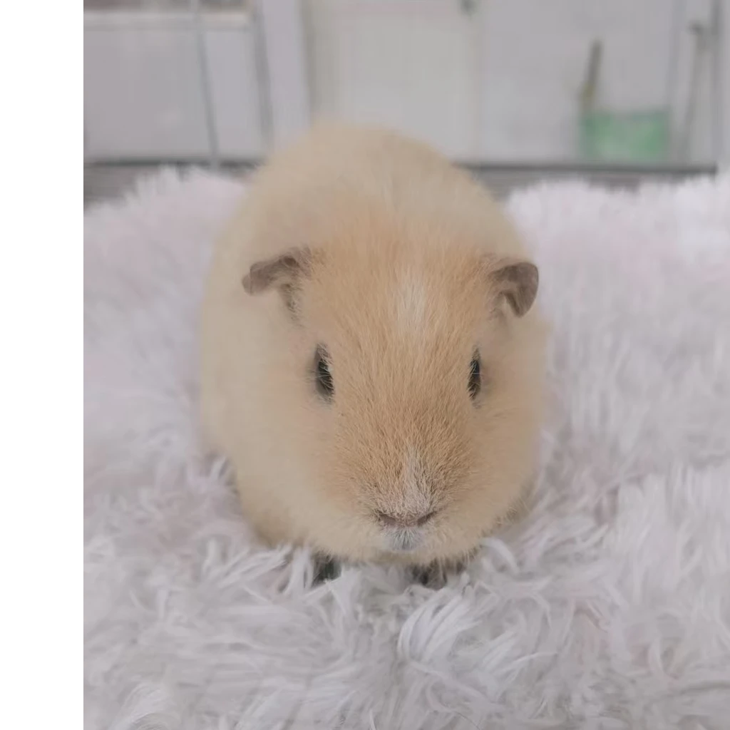 宠物活体仓鼠荷兰猪美泰一物一拍一链接