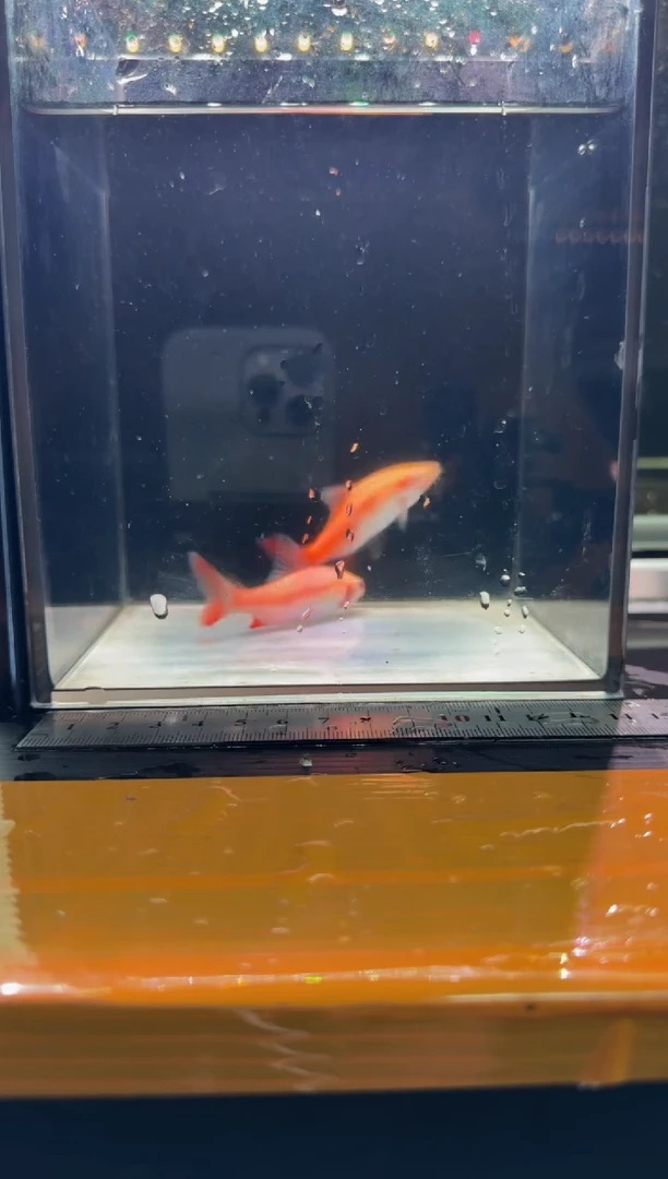 海水鱼白子红尾鲫