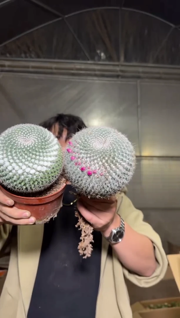 超大单头 玉翁【实生根】带雪顶