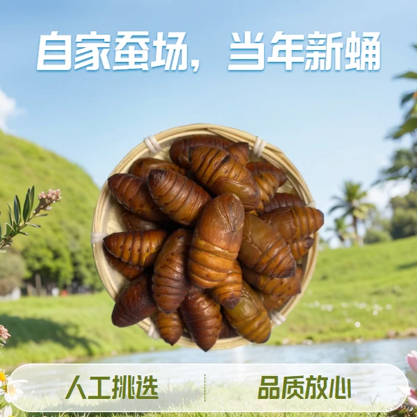 【东北柞蚕】东北西丰特产大小红蛹 高蛋白 多种膳食纤维