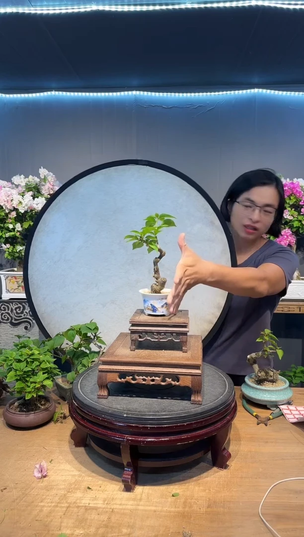 米*多三角梅同安红