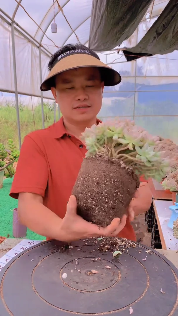 167淡雪缀化一物一拍