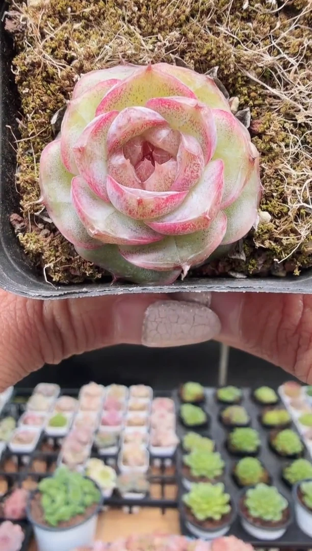 东云多肉园新款-30