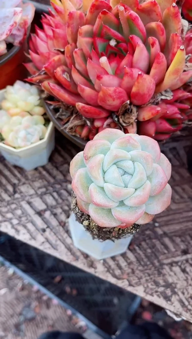 【闪购商品】03431