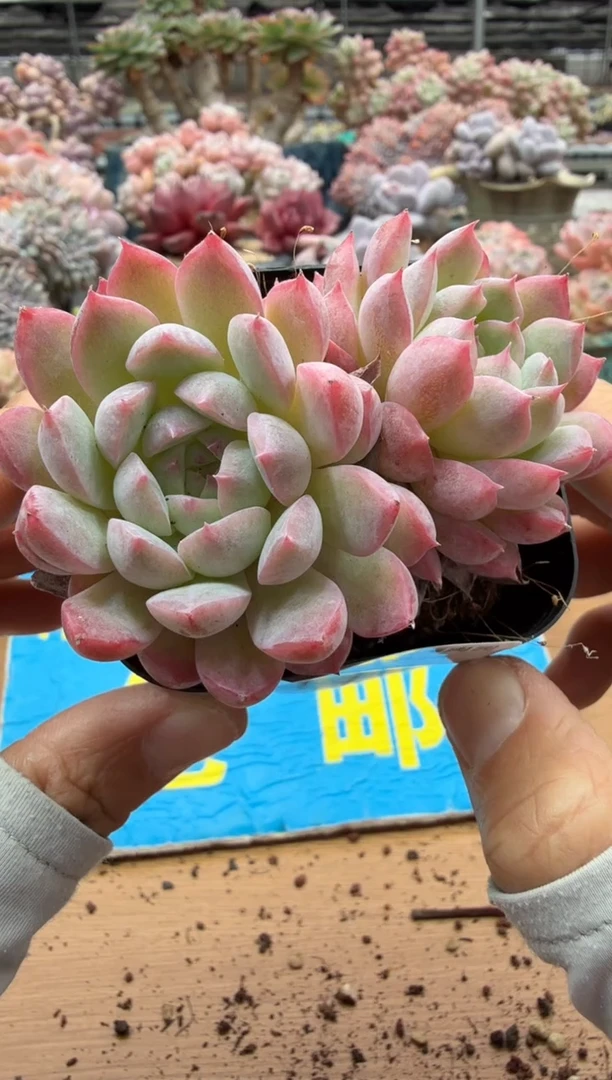 东云多肉园二店-638