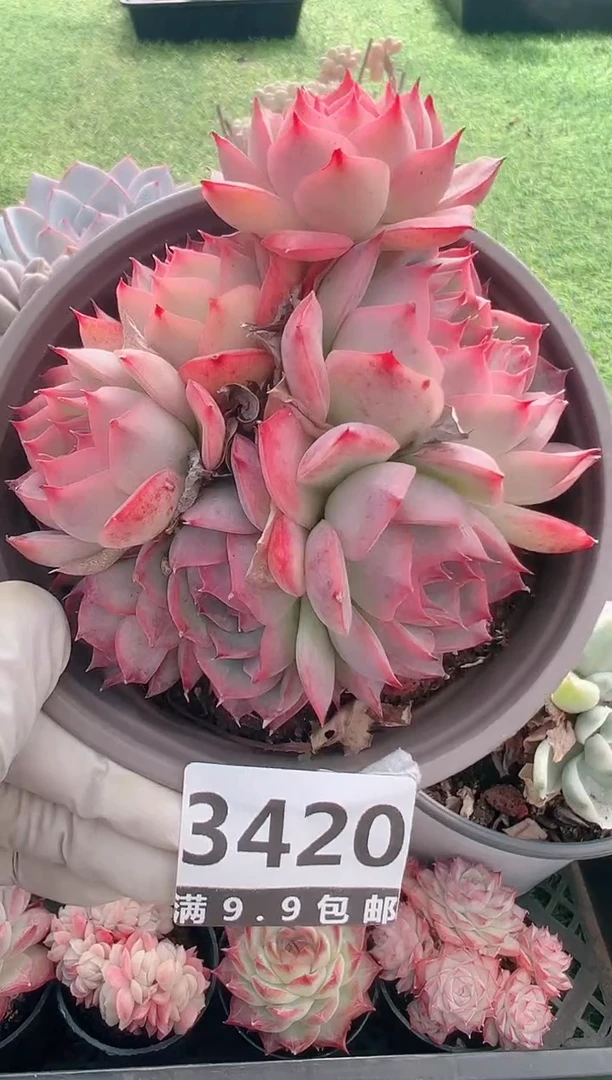 【闪购商品】信福多肉一物一拍