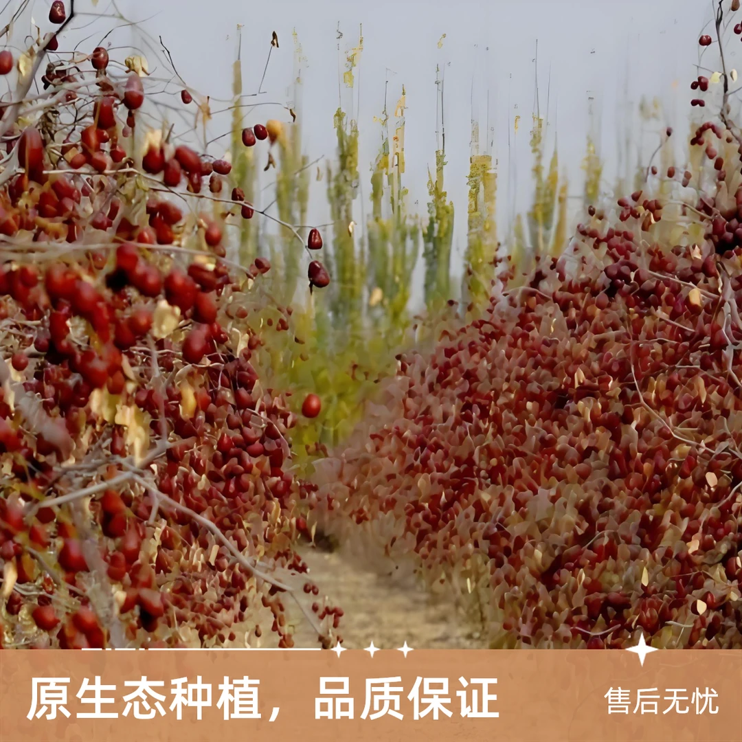 新疆原生态带土灰枣XX