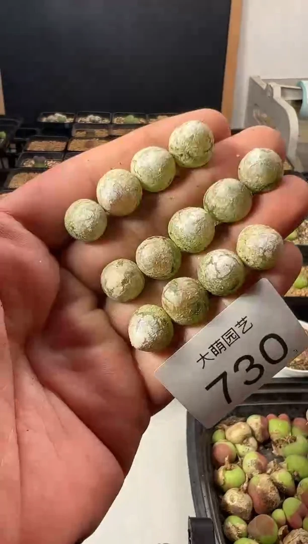 一物一拍                730