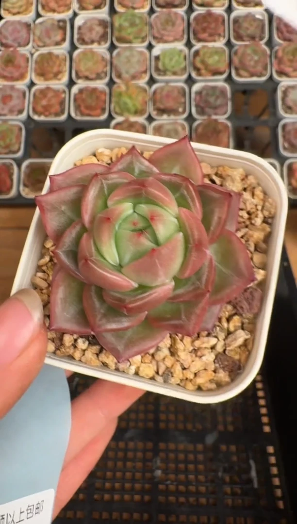 504b 珍妮多肉(6.5cm杯）一物一拍 带盆土发