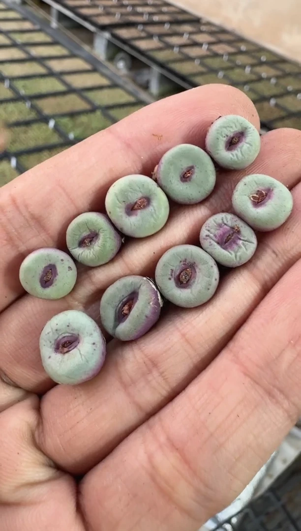 【天津专属】26多肉植物肉锥大列巴嘴一颗