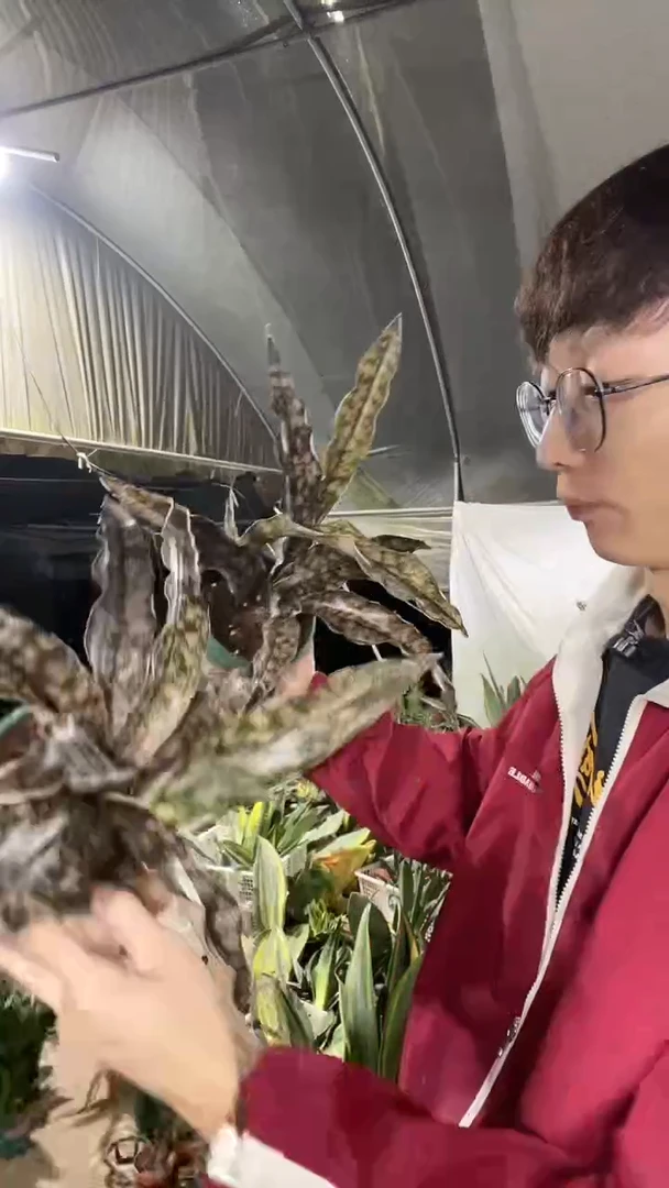 枯叶带盆土1棵58.8