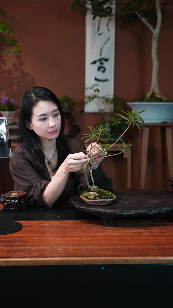 无花朵栀子花盆景盆景盆景