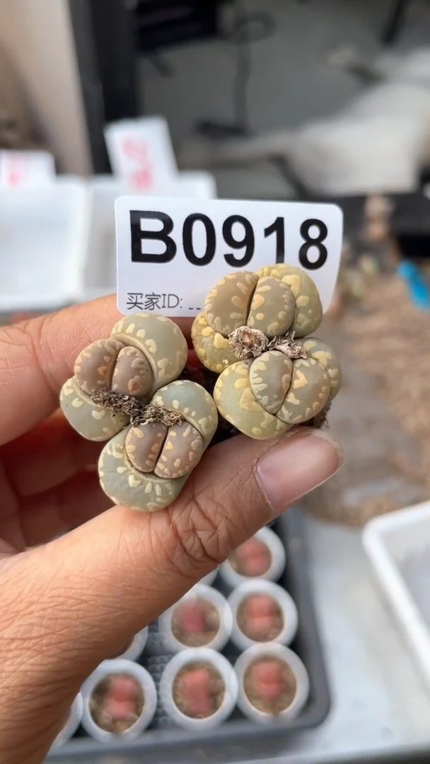 【闪购商品】 0918直播一物一拍