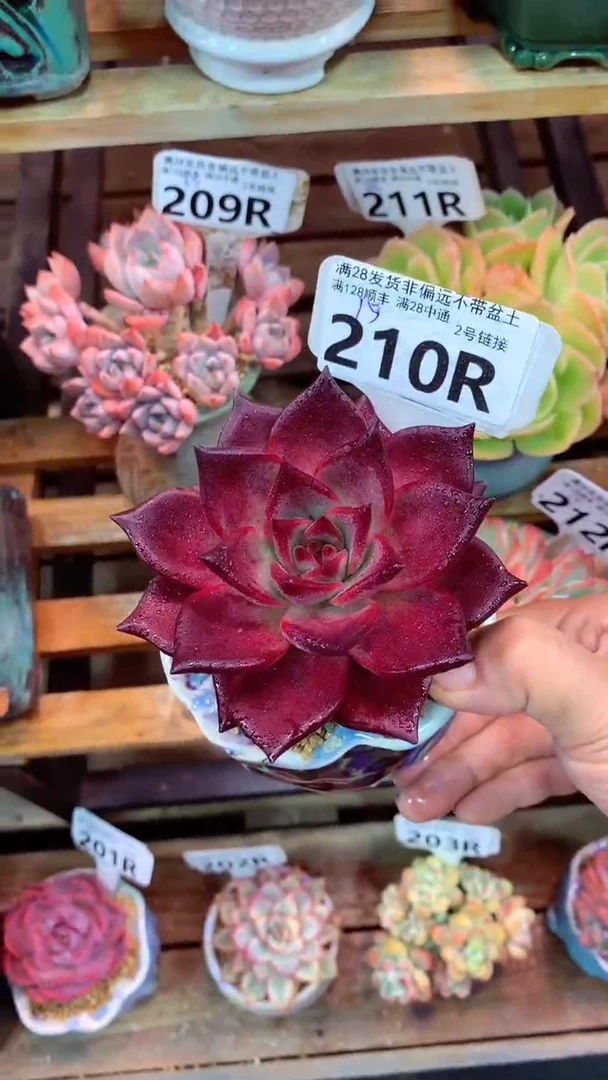 210R（一物一拍实付满28发货，默认不带盆土）