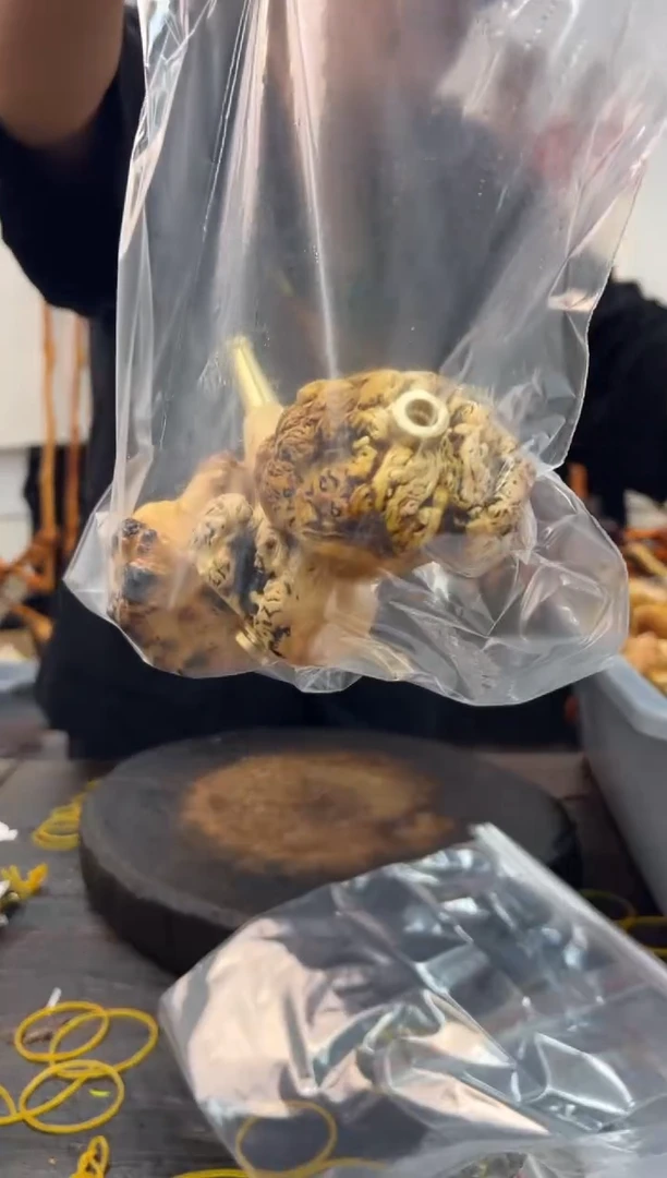 黑果木其他黑果木804