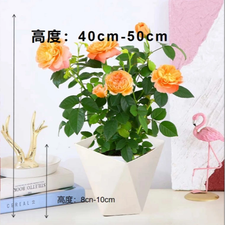 月季花苗果汁阳台带花苞浓香型四季开花易活室内花卉易活玫瑰庭院
