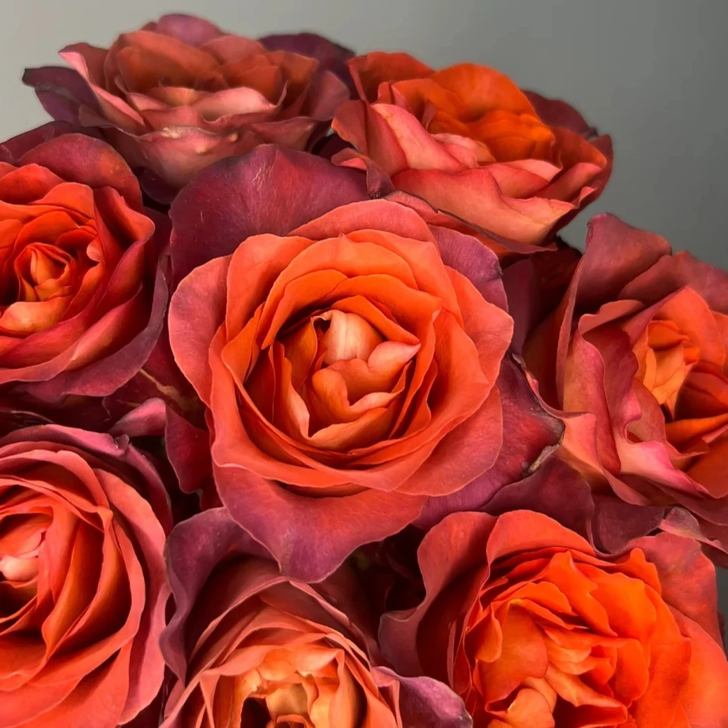 【新品上市】咖啡时间玫瑰  复古色系  渐变色 鲜切花