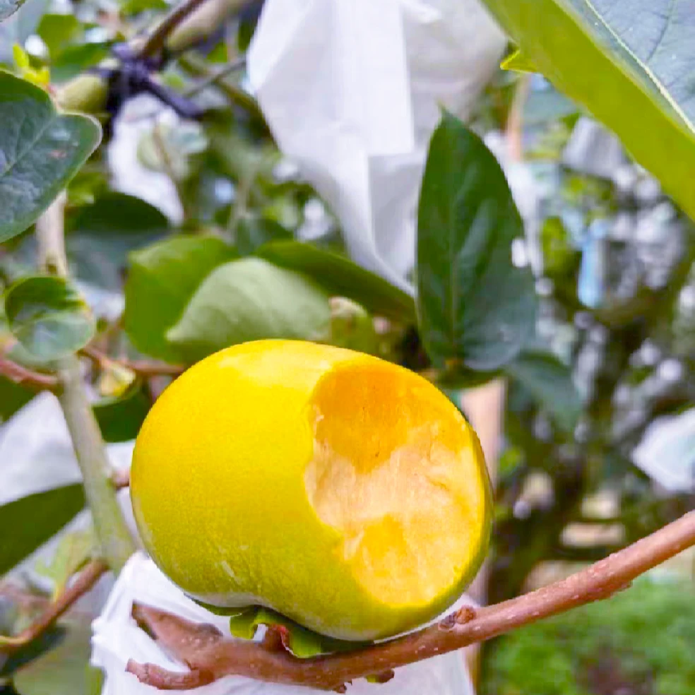 广西桂林市平乐县大秋甜柿树上自然成熟摘下就可以吃的脆甜水果