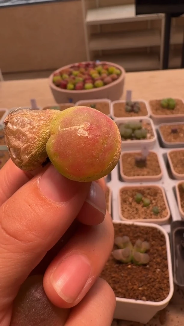 美丽的肉石头-480