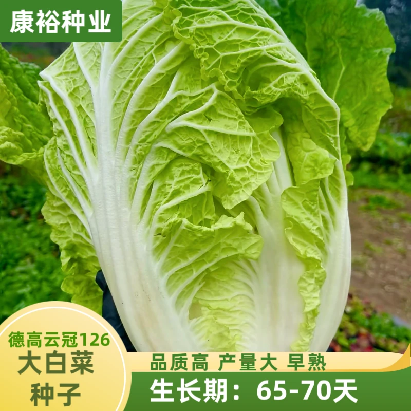【康裕种业】德高云冠126/德高CR117大白菜种子