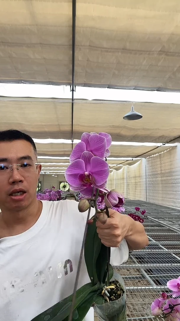 大部分开放少量花苞瑕疵掉花残叶石榴水晶1棵