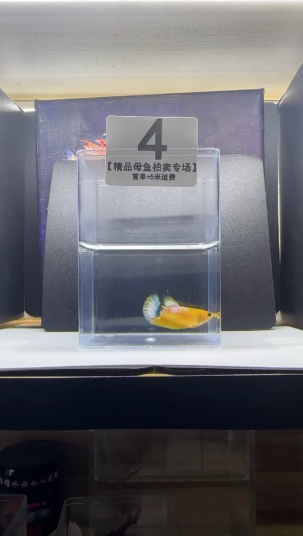 斗鱼精品母鱼编号4