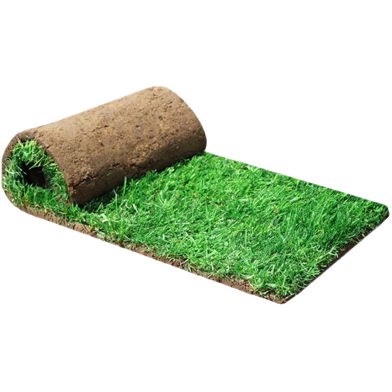 带泥土真草坪草皮绿化护坡马尼拉庭院草皮带土四季青果岭草台湾草