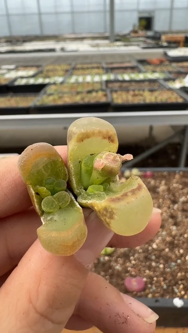 【闪购商品】6--87