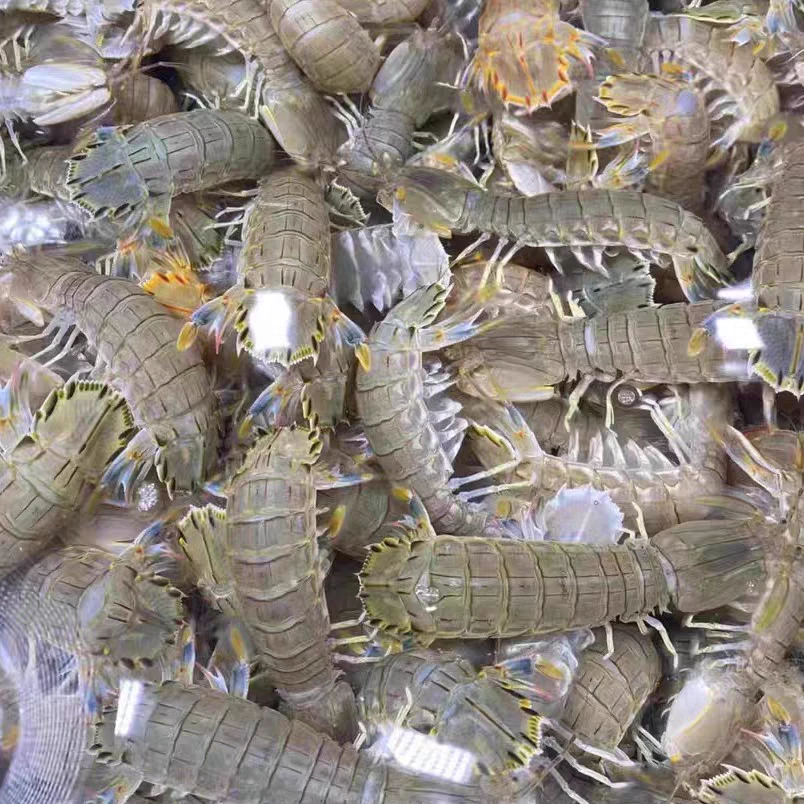 【特价】鲜活皮皮虾 一斤称30-45条左右（多斤数可选）