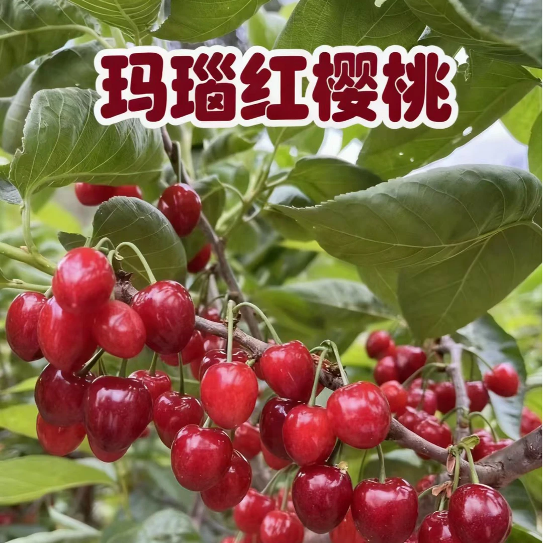 四川玛瑙红樱桃果树嫁接苗基地直发盆栽地栽低海拔种植南北方种植