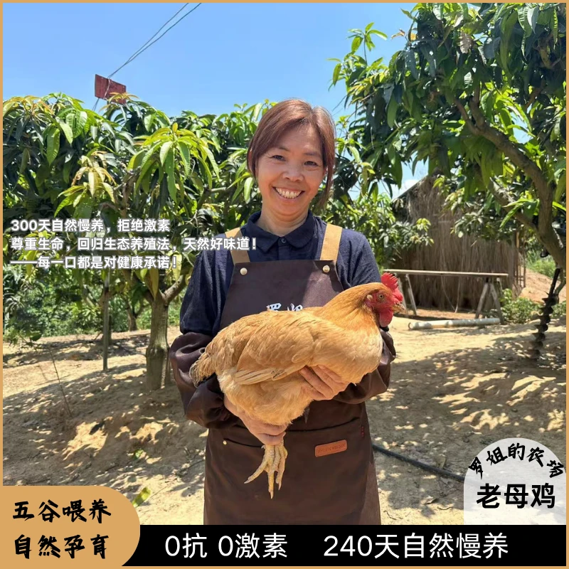 280天散养老母鸡毛重约3斤【水果益生菌酵素辅养阉鸡】0抗0激素