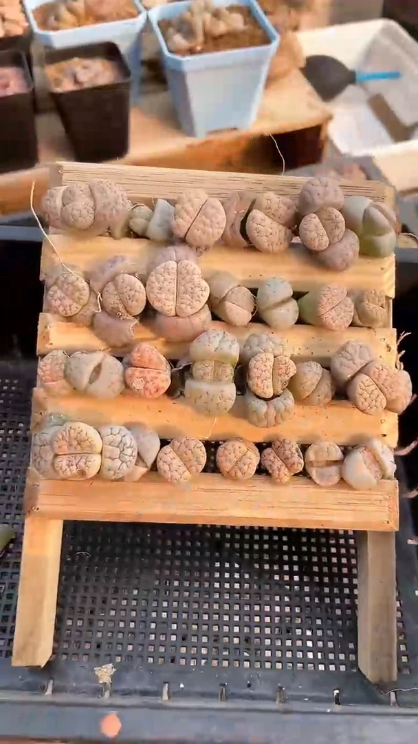 【闪购商品】0070带伤疤 不售后