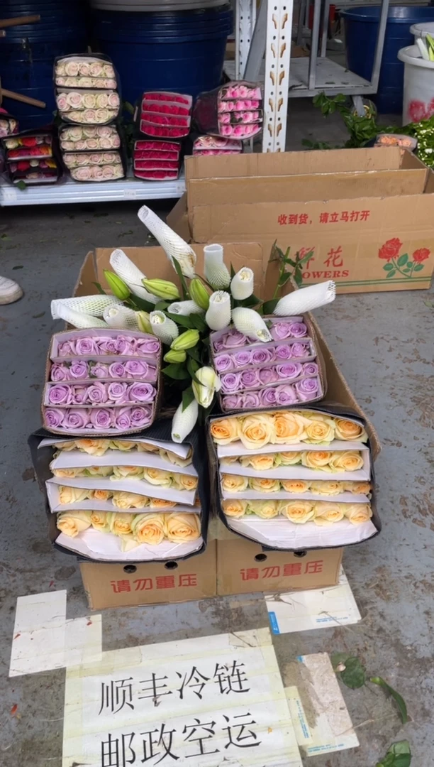 香槟20枝+海洋之歌20枝+白色重瓣百合6朵