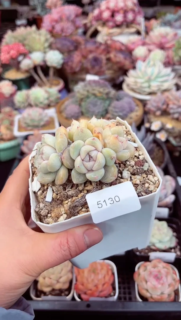 【闪购商品】5130群生雪兔多肉