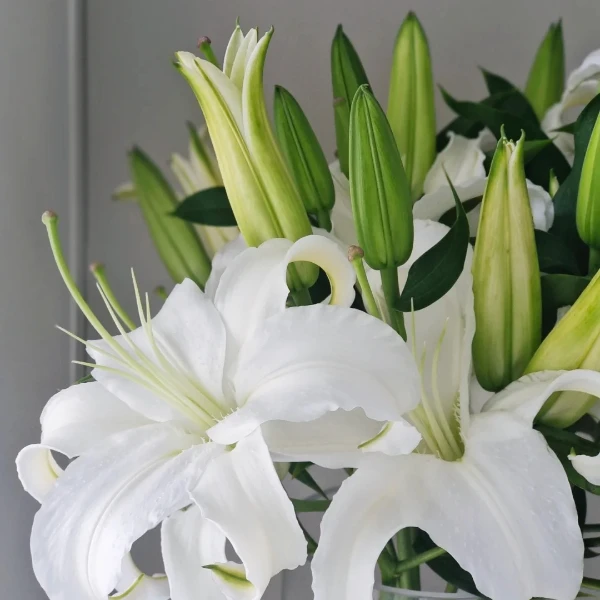百合-西伯利亚三头鲜花云南基地直发水养插花家用