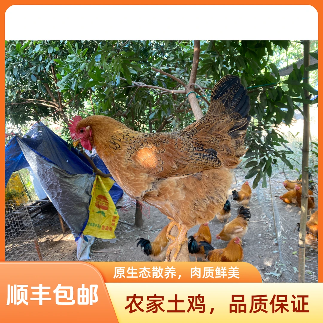 灵山麻母鸡谷物散养230天