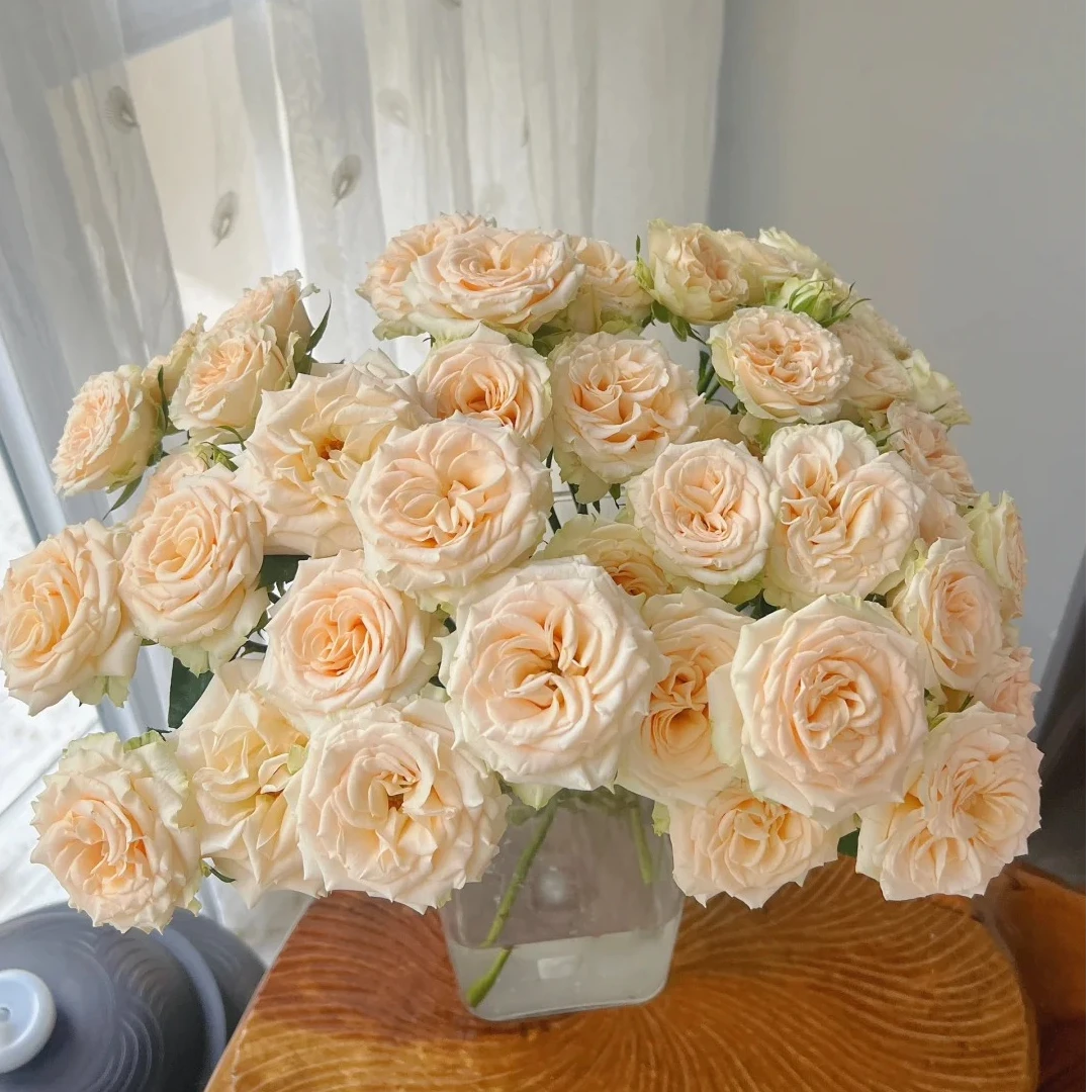 和风多头玫瑰-家养鲜花-云南基地直发-任意两单包邮