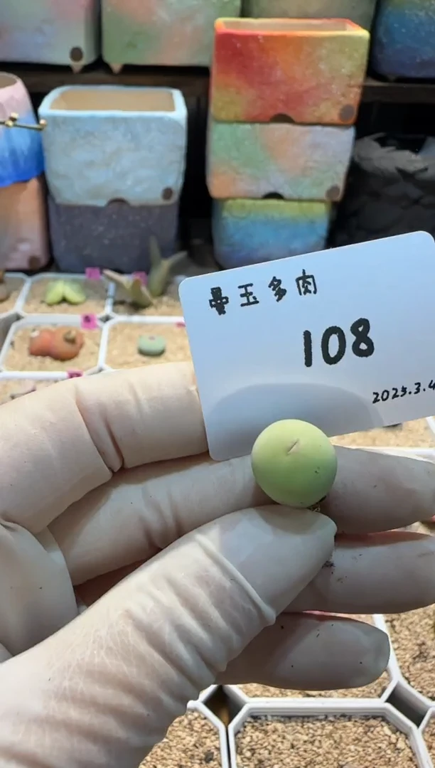 【闪购商品】25.3.4-108