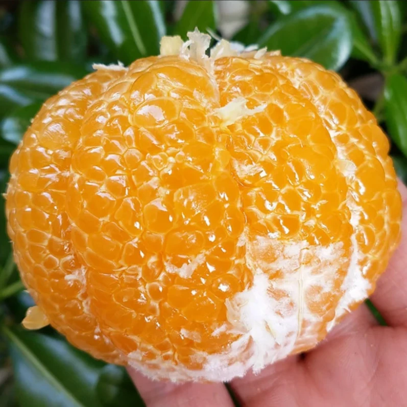 沼山胡柚 10斤净果 简易装  自家种植 产地直销