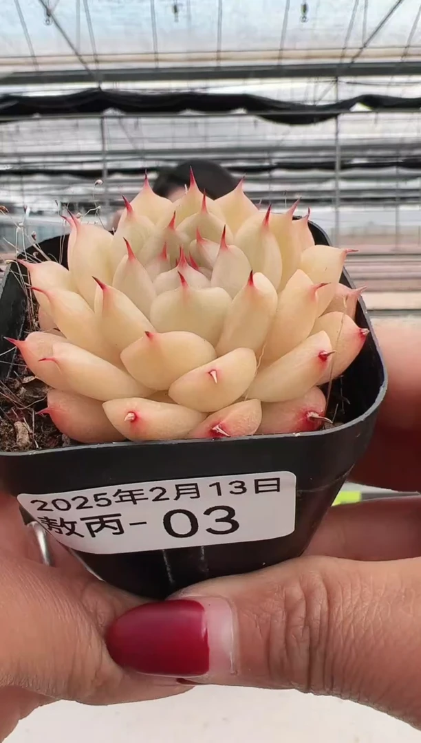 【闪购商品】敖丙-3