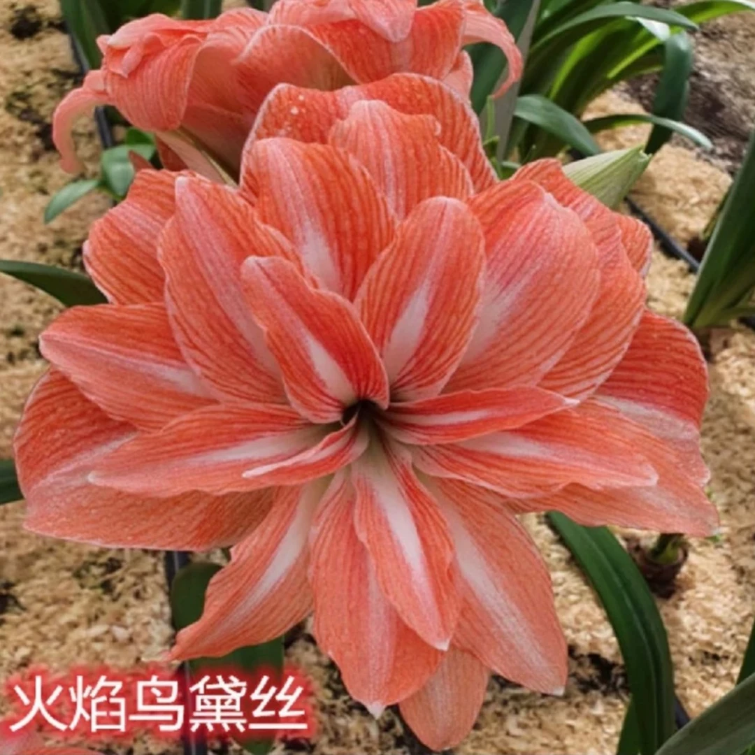 火焰鸟黛丝）朱顶红种球4-5厘米【1颗】