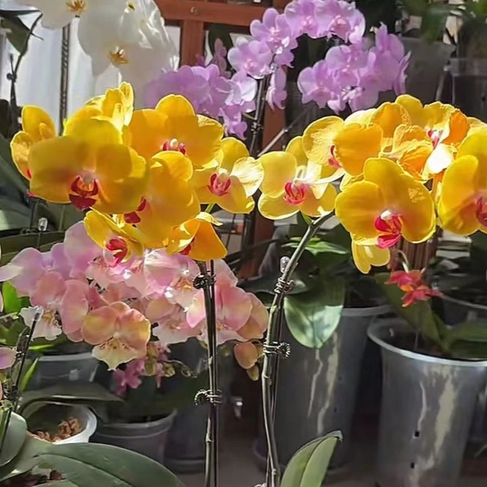 《大菠萝带花》2.8寸杯蝴蝶兰带花苞室内花卉四季开花好养活花卉
